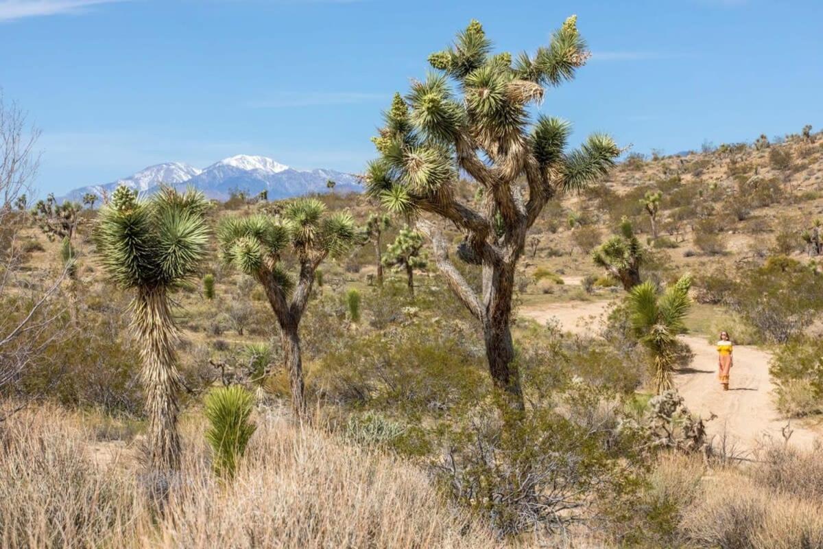 The Bungalows By Homestead Modern Joshua Tree Ngoại thất bức ảnh